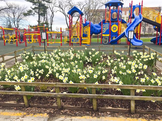 Daffodil bloom at the main playground