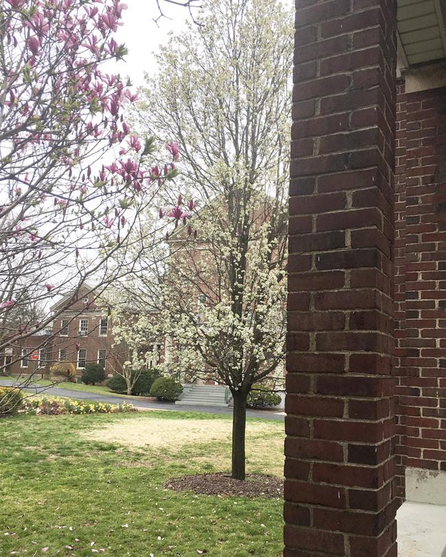Blooming trees near the dining hall